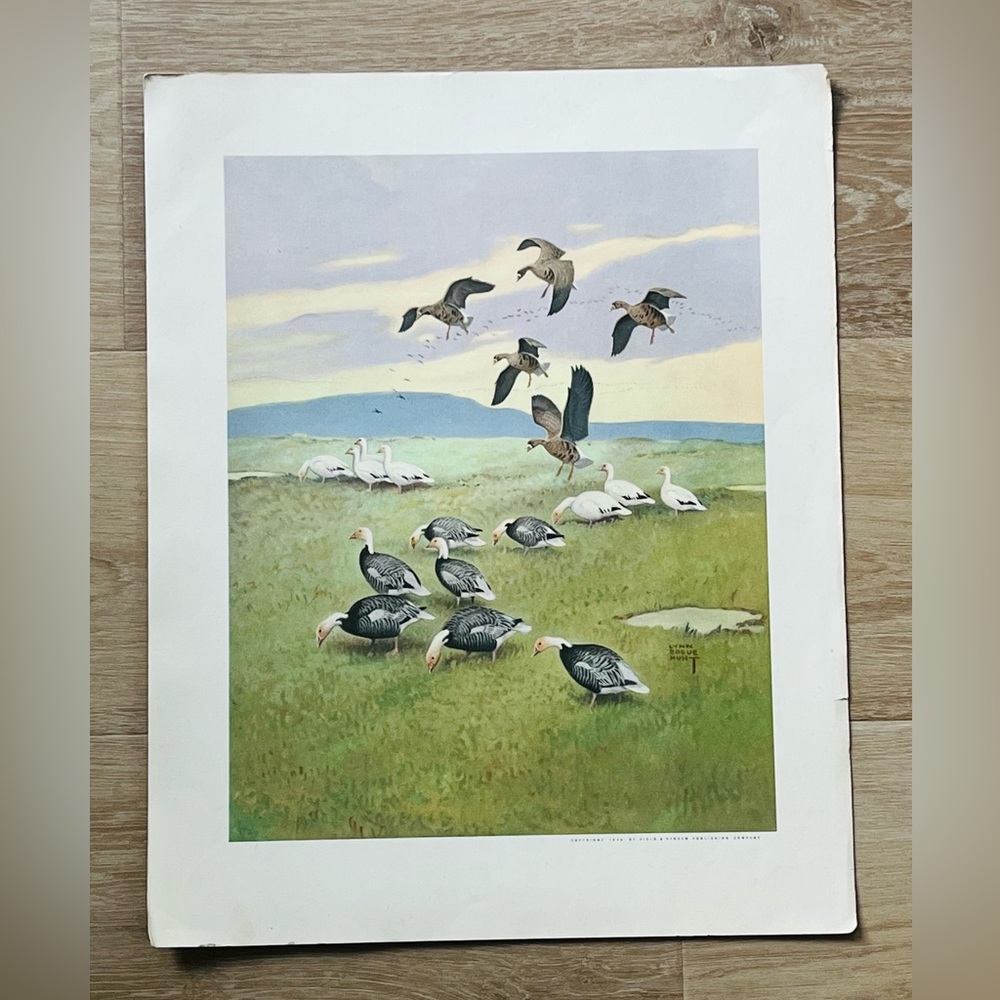 LYNN BOGUE HUNT Vtg 1944 Deeptone Print WHITE-FRONTED GOOSE, SNOW GOOSE...F&S